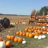 Hildebrand Farms Dairy Harvest Festival photo