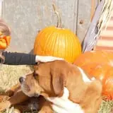 Jahn's Pumpkin Hill photo