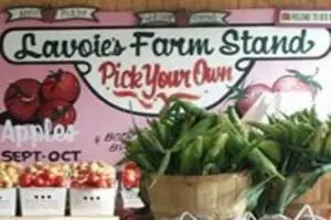 Lavoie's Farm Pumpkin Patch
