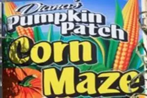Diana's Pumpkin Patch and Corn Maze
