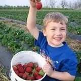 Lane Southern Orchards photo