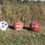 Lane Southern Orchards photo