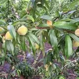 Lane Southern Orchards photo