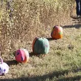 Lane Southern Orchards photo