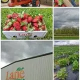 Lane Southern Orchards photo