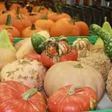 Lane Southern Orchards photo