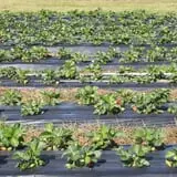 Lane Southern Orchards photo