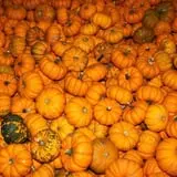 Lane Southern Orchards photo