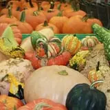 Lane Southern Orchards photo