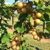 Lane Southern Orchards photo