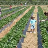 Lane Southern Orchards photo