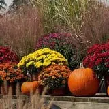 Lane Southern Orchards photo
