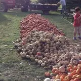 Negangard Pumpkin Patch photo