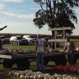 Negangard Pumpkin Patch photo