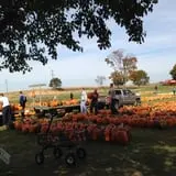 Negangard Pumpkin Patch photo