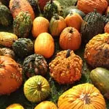 Negangard Pumpkin Patch photo