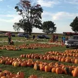 Negangard Pumpkin Patch photo