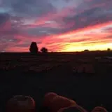 Negangard Pumpkin Patch photo