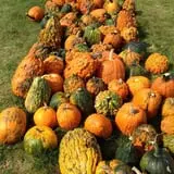 Negangard Pumpkin Patch photo
