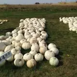 Negangard Pumpkin Patch photo