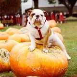 Negangard Pumpkin Patch photo