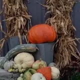 Negangard Pumpkin Patch photo