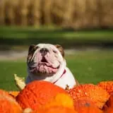 Negangard Pumpkin Patch photo