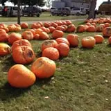 Negangard Pumpkin Patch photo