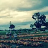 Negangard Pumpkin Patch photo