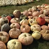Negangard Pumpkin Patch photo