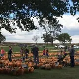 Negangard Pumpkin Patch photo