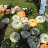 Negangard Pumpkin Patch photo