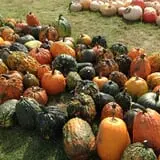 Negangard Pumpkin Patch photo
