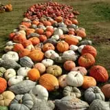 Negangard Pumpkin Patch photo