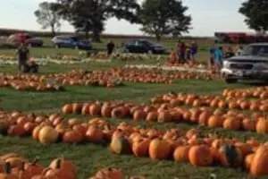 Negangard Pumpkin Patch Logo