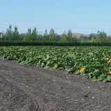 Petaluma Pumpkin Patch and Amazing Corn Maze photo