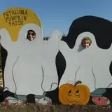 Petaluma Pumpkin Patch and Amazing Corn Maze photo