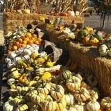 Petaluma Pumpkin Patch and Amazing Corn Maze photo