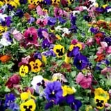 The Garden Factory photo