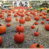 Prianti Farms photo