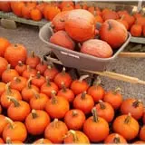 Prianti Farms photo