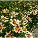 Prianti Farms photo