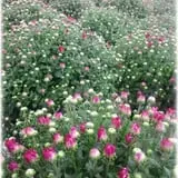 Prianti Farms photo