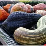 Prianti Farms photo