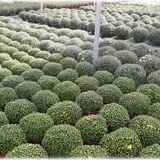 Prianti Farms photo