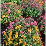 Prianti Farms photo