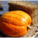 Prianti Farms photo
