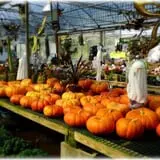 Prianti Farms photo