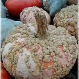 Prianti Farms photo
