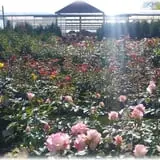 Prianti Farms photo